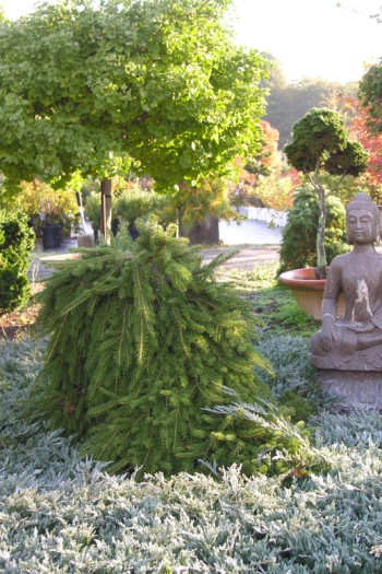 Ялина звичайна / європейська Форманек | Picea abies Formanek | Ель обыкновенная / европейская Форманек